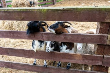 Goats and ram standing behind a fence in a zoo