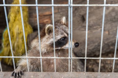 Raccoon (Procyon lotor) behind metal grid fence