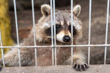 Raccoon (Procyon lotor) behind metal grid fence
