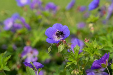 Bumblebee on purple cranesbill (Geranium pratense) flower blooming in a lush green garden