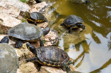 Hispaniolan slider (Trachemys decorata) turtles in pond