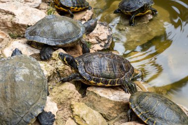 Hispaniolan slider (Trachemys decorata) turtles in pond