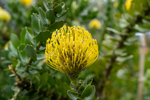 Yellow flowers of Leucospermum, or a pincushion protea