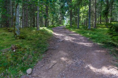 İsveç 'te güneşli bir günde Yeşil Orman' da Boş Orman Yolu