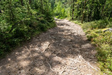 İsveç 'te güneşli bir günde Yeşil Orman' da Boş Orman Yolu
