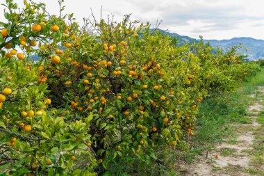 Hırvatistan 'ın Neretva Vadisi' nde Dağ manzaralı sıra sıra Mandarin ağaçları