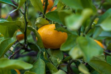 Hırvatistan 'ın Neretva Vadisi Meyve Bahçesi' ndeki Ağaç 'ta olgun mandalina portakalı (Citrus reticulata)