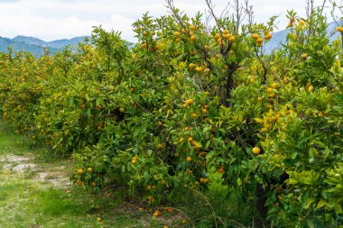 Hırvatistan 'ın Neretva Vadisi' nde Dağ manzaralı sıra sıra Mandarin ağaçları
