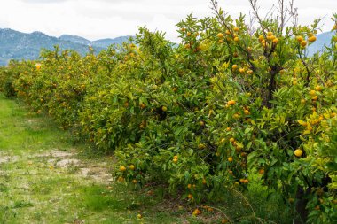 Hırvatistan 'ın Neretva Vadisi' nde Dağ manzaralı sıra sıra Mandarin ağaçları