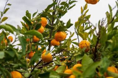 Ağaçta yetişen olgun Mandarinler ve meyve bahçesinde yeşil yapraklar