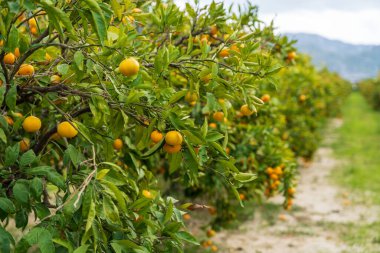 Hırvatistan 'ın Neretva Vadisi' nde Dağ manzaralı sıra sıra Mandarin ağaçları