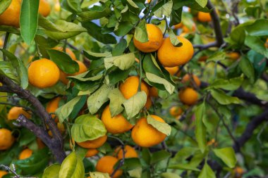 Ağaçta yetişen olgun Mandarinler ve meyve bahçesinde yeşil yapraklar