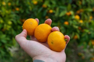 Citrus Meyve Bahçesinde El Tutma Taze Mandalinalar