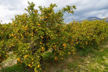 Hırvatistan 'ın Neretva Vadisi' nde Dağ manzaralı sıra sıra Mandarin ağaçları