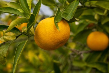 Hırvatistan 'ın Neretva Vadisi Meyve Bahçesi' ndeki Ağaç 'ta olgun mandalina portakalı (Citrus reticulata)