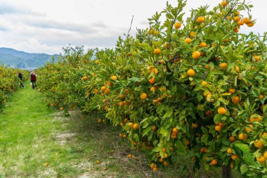 Hırvatistan 'ın Neretva Vadisi' nde Dağ manzaralı sıra sıra Mandarin ağaçları