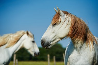 Two camargue horses clipart