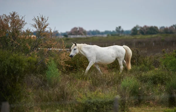 Camargue atı rezerv