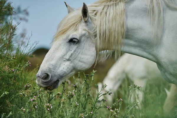 Beyaz camargue aygır