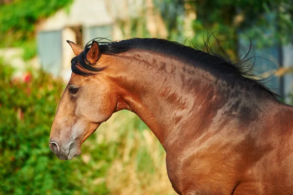 Lusitano étalon en cours d'exécution — Photo