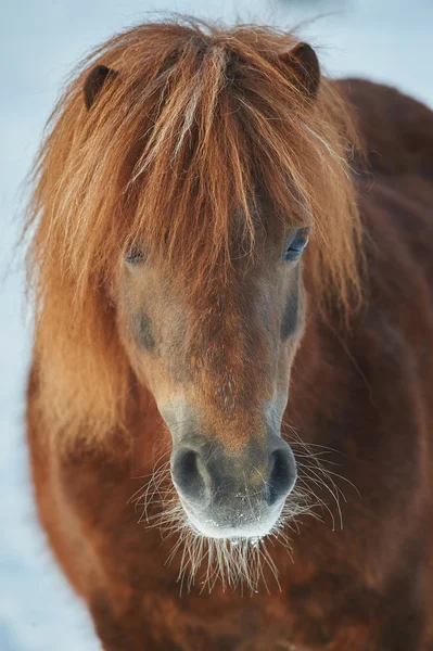 Portrait of a red chestnut shetland pony — Stock Photo, Image