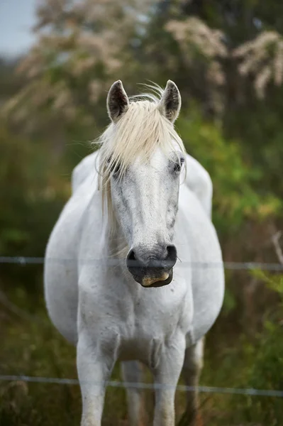 Camargue konia w rezerwie Zdjęcia Stockowe bez tantiem