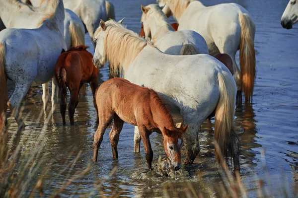 水のカマルグ馬 ストック画像