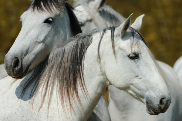 2 つのカマルグ馬 ロイヤリティフリーのストック画像