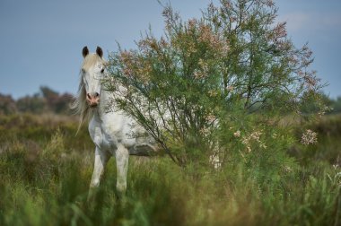Camargue atı rezerv