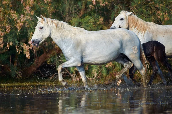 Camargue atı rezerv 
