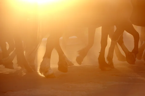 Horse's legs — Stock Photo, Image