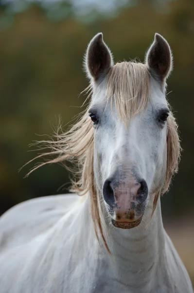 Beyaz camargue ATI
