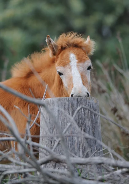 Küçük bir camargue tayı