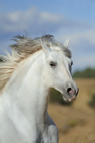 Білий андалузькі stallion — стокове фото