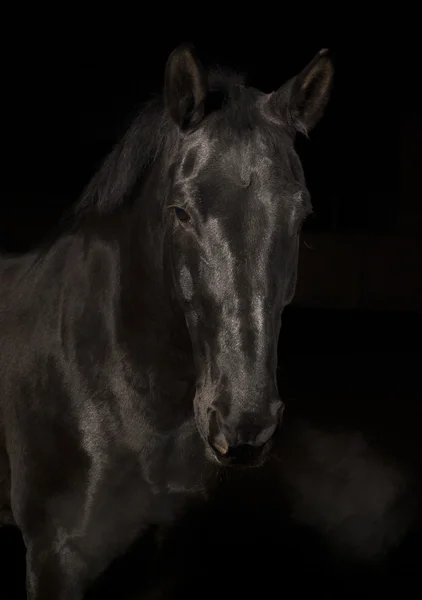 Caballo negro letón — Foto de Stock