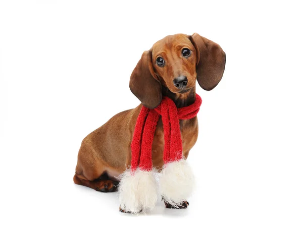 bir Noel eşarp ile daksund köpek yavrusu