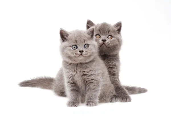 Dois pequenos gatinhos britânicos — Fotografia de Stock