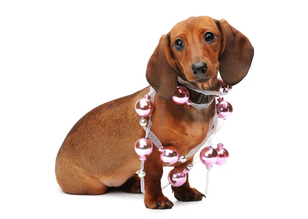Bir Noel top ile daksund köpek yavrusu