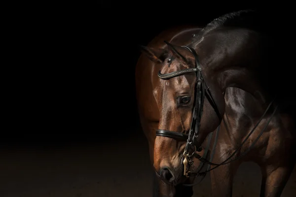 Portrait of a sport dressage horse — Stock Photo, Image