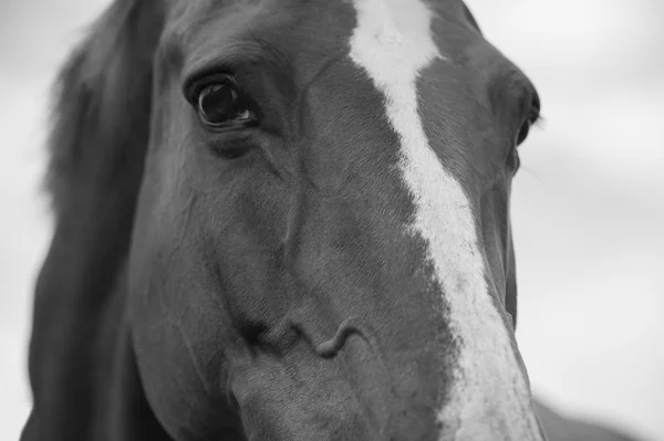 Portrait rapproché d'un cheval — Photo