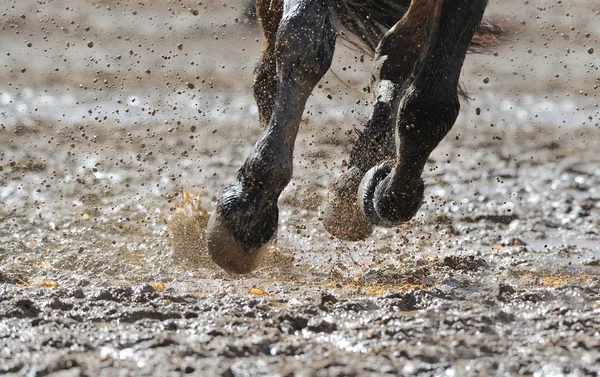 Jambes de cheval dans l'eau — Photo