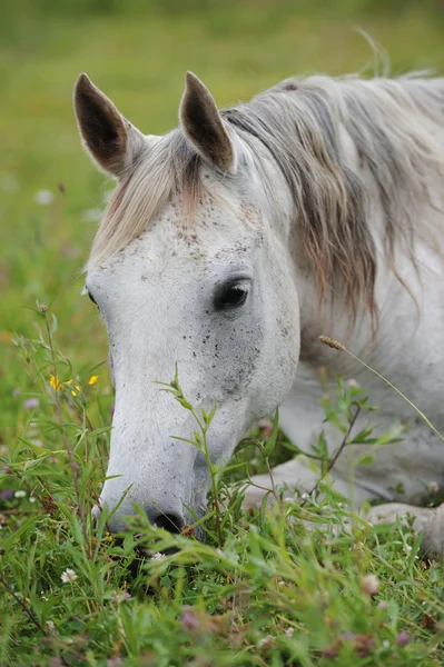 Белая арабская лошадь на лугу — стоковое фото