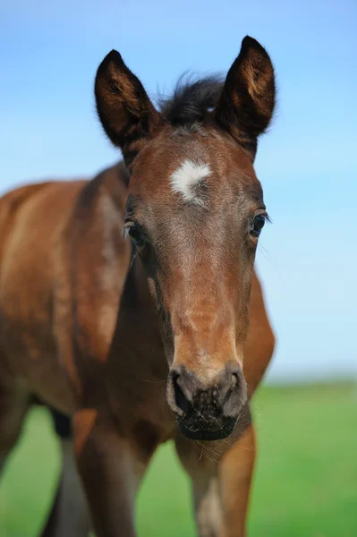 Little arabian foal looking — Stock Photo, Image