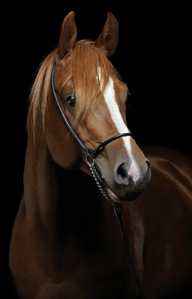 Retrato de caballo aislado sobre fondo negro — Foto de Stock