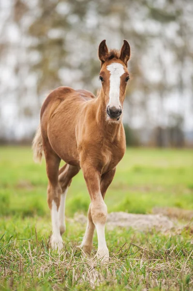 Baby hříbě tažných koní — Stock fotografie