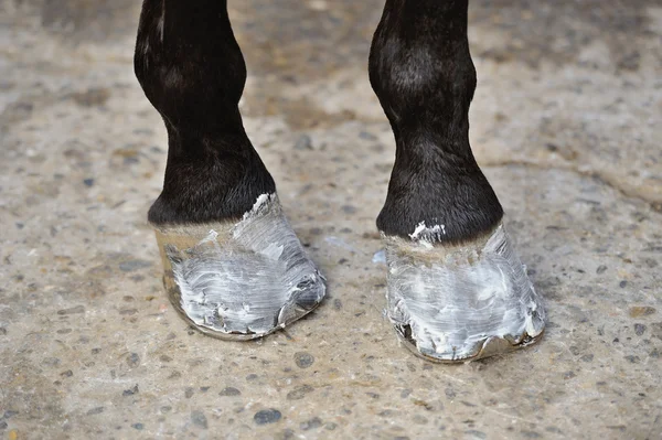 Hästens hovar med salvan — Stockfoto