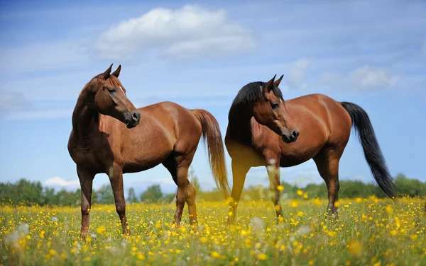 Két ló a mezőn. — Stock Fotó
