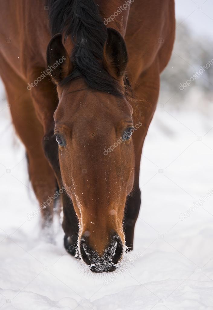 Bay bay horse in the snow fall 