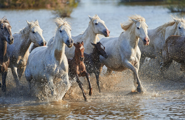 Herd of Camargue horses in the reserve 