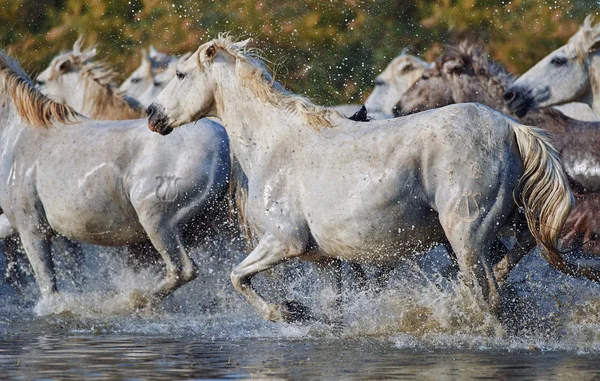 Camargue atı rezerv sürüsü 